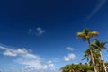 Low angle shot of the beautiful blue sky and white clouds above the palm trees Royalty Free Stock Photo