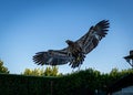 Low-angle shot of the beautiful flying golden eagle (Aquila chrysaetos) with spread wings Royalty Free Stock Photo