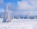 Low-angle shot of a beautiful forest during winter in Serbia Royalty Free Stock Photo