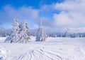Low-angle shot of a beautiful forest during winter in Serbia Royalty Free Stock Photo