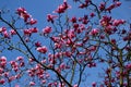 Low angle shot of beautiful pink-petaled blossomed flowers on a tree under the beautiful blue sky Royalty Free Stock Photo