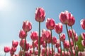 Low-angle shot of beautiful pink tulips flowers under blue sky in sunny weather. Royalty Free Stock Photo