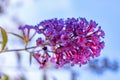 Low angle shot of a beautiful purple Buddleia flower with the blue sky in the background Royalty Free Stock Photo