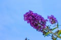 Low angle shot of a beautiful purple Buddleia flower with the blue sky in the background Royalty Free Stock Photo