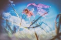 Low angle shot of a beautiful purple-petaled flower - using lens whacking Royalty Free Stock Photo