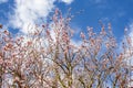 Low angle shot of beautiful trees of cherry blossom under a cloudy sky Royalty Free Stock Photo