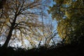 Low-angle shot of beautiful trees in a forest in Plancenoit, Belgium