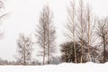 Low angle shot for birch trees during snowy sunless day Royalty Free Stock Photo