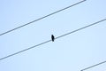 Low angle shot of a bird perched on an electric wire Royalty Free Stock Photo