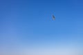 Low angle shot of a bird soaring high to the sky Royalty Free Stock Photo