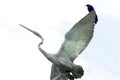 Low angle shot of a black Mexican grackle bird perched on a pelican statue wing