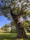 Low angle shot of a black poplar tree Royalty Free Stock Photo