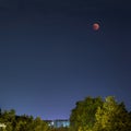 Low angle shot of the Blood Moon in the blue sky over green trees Royalty Free Stock Photo