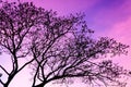 Low angle shot of the branches of a big tree with pink and purple sky - great for backgrounds Royalty Free Stock Photo