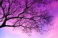 Low angle shot of the branches of a big tree with the pink and purple sky - great for backgrounds Royalty Free Stock Photo