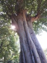 Low angle shot of the bright sun shining behind the branches of big green tree Royalty Free Stock Photo