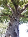 Low angle shot of the bright sun shining behind the branches of big green tree Royalty Free Stock Photo