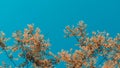 Low angle shot of a brown leafed tree under a clear blue sky Royalty Free Stock Photo