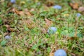 Low angle shot of a bunch of plums on the grass