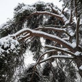 Snow-Covered Pine Tree Branches Royalty Free Stock Photo