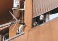 Low angle shot of a cat on the balcony and dog in the flat looking at each other
