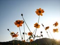 Low angle shot of Common Cosmos flowers with transparent petals under a blue sky Royalty Free Stock Photo