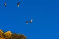 Low angle shot of condors flying Royalty Free Stock Photo