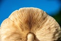 Low angle shot of a cream mushroom bottom side under sunlight Royalty Free Stock Photo