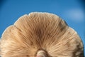 Low angle shot of a cream mushroom bottom side under sunlight Royalty Free Stock Photo