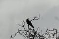 Low angle shot of a crow bird resting on a tree branch with a blurred background Royalty Free Stock Photo