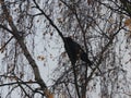 Low angle shot of a crow bird resting on a tree branch with a blurred background Royalty Free Stock Photo