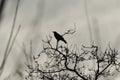 Low angle shot of a crow bird resting on a tree branch with a gray sky in the background Royalty Free Stock Photo