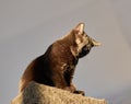 Low-angle shot of a curious dark gray fluffy cat resting outdoors