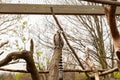 Low angle shot of a cute furry ring-tailed lemur on top of a tree at the zoo during daytime