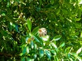Low angle shot of a cute small monkey in a tree in Rio de Janeiro, Brazil Royalty Free Stock Photo