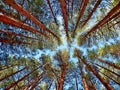 Low-angle shot of dense pine trees against a blue sky in a forest Royalty Free Stock Photo