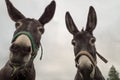 Low angle shot of donkeys with a gloomy sky background Royalty Free Stock Photo