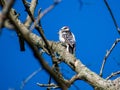 Low angle shot of a downy woodpecker perched on a tree branch Royalty Free Stock Photo