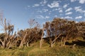 Low angle shot of dry broken trees on a green hill in Little Wategos Beach in Australia Royalty Free Stock Photo