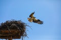 Hunter Eagle flying out of its nest