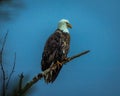 Low angle shot of an eagle sitting on a tree branch Royalty Free Stock Photo