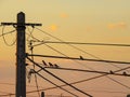 Low angle shot of an electrical post with birds perched on the wires during sunrise Royalty Free Stock Photo