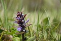 Low angle shot on an emerging flowerhead of the blue flowering bugle herb, Ajuga reptans in the field Royalty Free Stock Photo