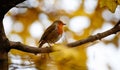 Low angle shot of European robin perched on a tree branch with a blurred background Royalty Free Stock Photo
