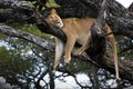 Low angle shot of a female lion sleeping in a tree in Tanzania Royalty Free Stock Photo