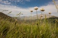 Low angle shot of a field of grass with white flowers and high mountains in the background in Italy Royalty Free Stock Photo