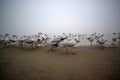 Low angle shot of flock of Seagulls