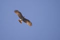Low angle shot of a flying red-tailed hawk under the blue sky - freedom and power concept Royalty Free Stock Photo