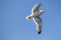 Low angle shot of a flying seagull Royalty Free Stock Photo