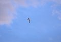 Low angle shot of a flying seagull against a cloudy blue sky Royalty Free Stock Photo